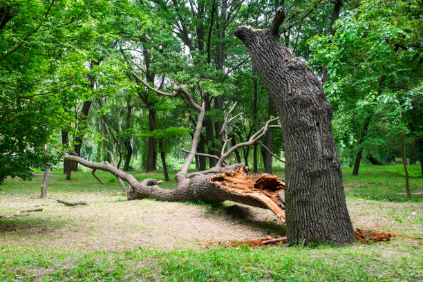 How Our Tree Care Process Works  in  Pleasureville, KY