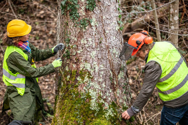 Pleasureville, KY Tree Care Company